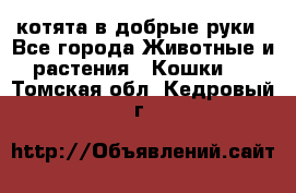 котята в добрые руки - Все города Животные и растения » Кошки   . Томская обл.,Кедровый г.